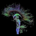 Corso – Neuroscienze Corso – Neuroscienze
