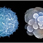 Corso – Approfondimenti di Fisiologia Umana Corso – Approfondimenti di Fisiologia Umana