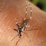 10-12 Aprile – 3rd International Workshop on “Aedes albopictus” 10-12 Aprile – 3rd International Workshop on “Aedes albopictus”