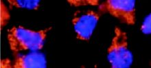 Corso – Updates of Cellular Physiology Corso – Updates of Cellular Physiology