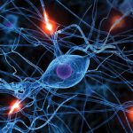 corso – Neuroscienze corso – Neuroscienze