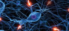 corso – Neuroscienze corso – Neuroscienze